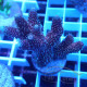 Acropora millepora Indonésie acro8005