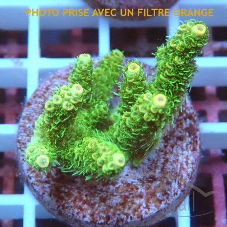 Acropora millepora duo Indonésie acro8007