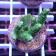 Acropora millepora duo Indonésie acro8007