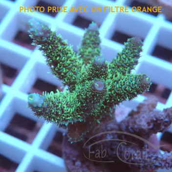 Acropora millepora Indonésie acro8008