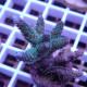 Acropora millepora Indonésie acro8008