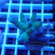 Acropora millepora Indonésie acro8008