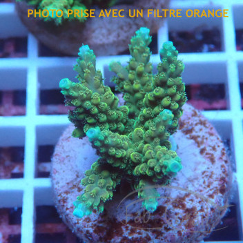 Acropora gomezi Indonésie acro8014