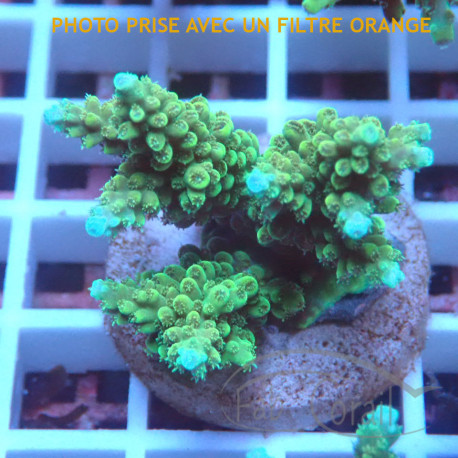 Acropora parilis Indonésie acro8015