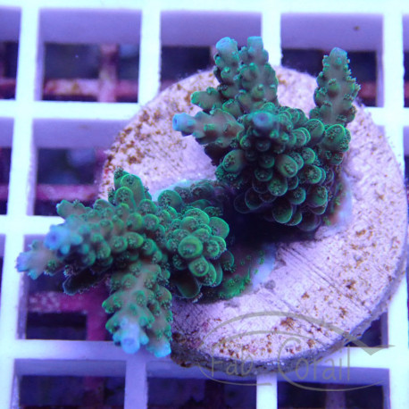 Acropora sp Indonésie acro8017