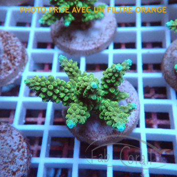 Acropora sp Indonésie acro8019