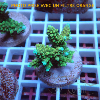 Acropora sp Indonésie acro8020