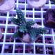 Acropora sp Indonésie acro8021