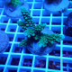 Acropora sp Indonésie acro8021