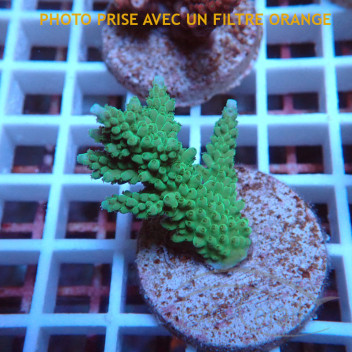 Acropora sp Indonésie acro8023