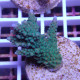 Acropora sp Indonésie acro8023