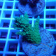 Acropora sp Indonésie acro8023