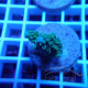 Acropora parilis Indonésie acro8024