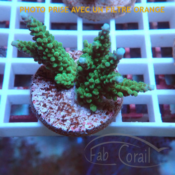 Acropora parilis Indonésie acro8025