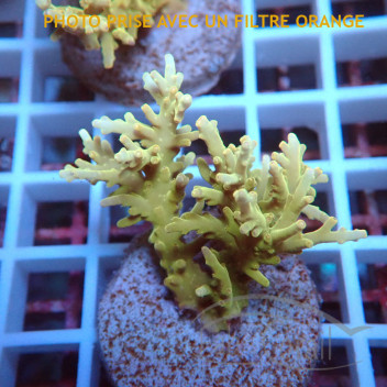 Acropora parilis Indonésie acro8027