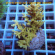 Acropora subglabra Indonésie acro8028