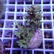 Acropora subglabra Indonésie acro8028