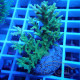 Acropora subglabra Indonésie acro8028