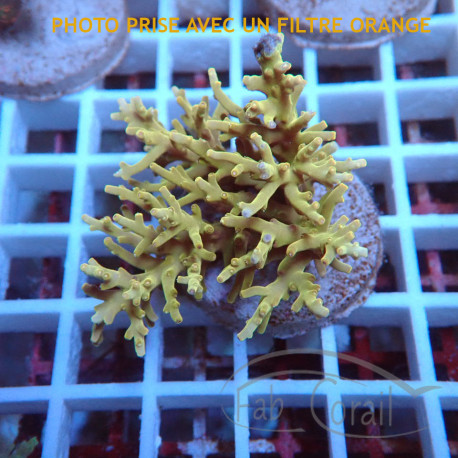 Acropora subglabra Indonésie acro8029