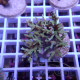 Acropora subglabra Indonésie acro8029