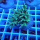 Acropora subglabra Indonésie acro8029