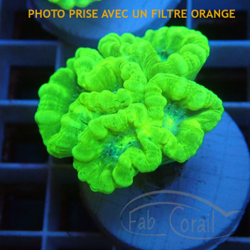 Caulastrea vert fluo Elevage localcaula360