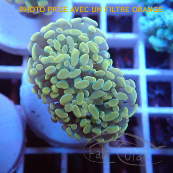 Euphyllia parancora gold Top qualité elevage local euphy3704