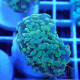 Euphyllia parancora gold Top qualité elevage local euphy3704