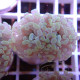 Euphyllia parancora gold Top qualité elevage local euphy3707