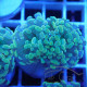 Euphyllia parancora gold Top qualité elevage local euphy3707