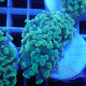 Euphyllia parancora gold Top qualité elevage local euphy3709