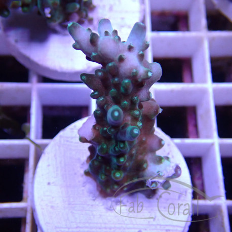 Acropora granulosa acro8036