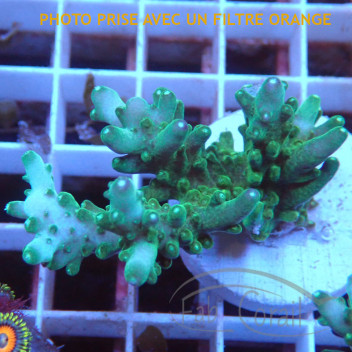 Acropora granulosa Indonésie acro8037