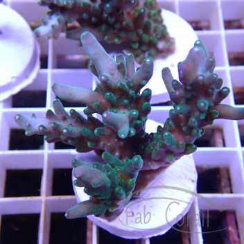 Acropora granulosa Indonésie acro8038