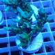 Acropora granulosa Indonésie acro8038