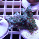 Acropora granulosa Indonésie acro8039