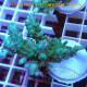 Acropora granulosa Indonésie acro8040