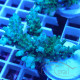 Acropora granulosa Indonésie acro8040