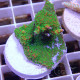 Montipora encroutant elevage local monti1457