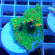 Montipora encroutant elevage local monti1457