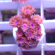 Goniopora Rouge small Elevage local gonio624