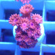 Goniopora Rouge small Elevage local gonio624