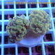 Euphyllia parancora mariculture euphy3714