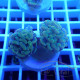 Euphyllia parancora mariculture euphy3714