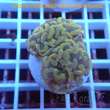 Euphyllia parancora mariculture euphy3715