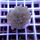 Euphyllia parancora mariculture euphy3718