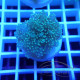 Euphyllia parancora mariculture euphy3718