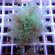 Euphyllia paradivisa mariculture euphy3722