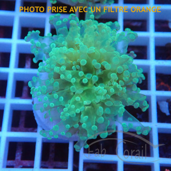 Euphyllia paradivisa mariculture euphy3724