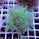 Euphyllia paradivisa mariculture euphy3725